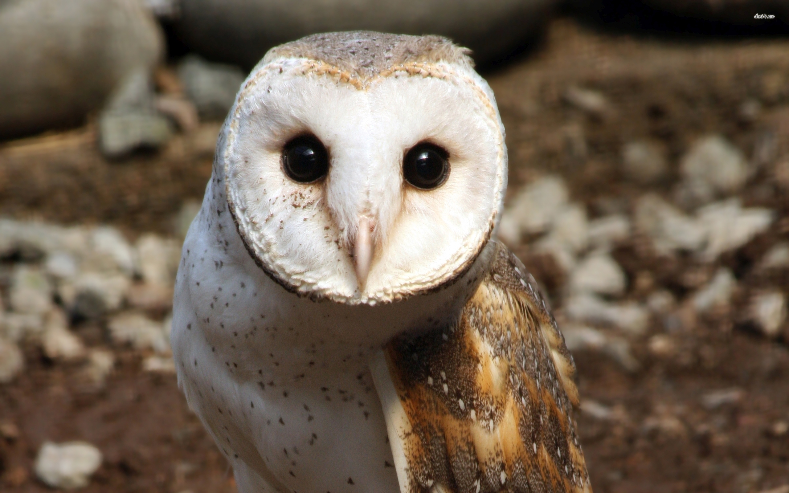 Barn Owl Wallpaper , HD Wallpaper & Backgrounds