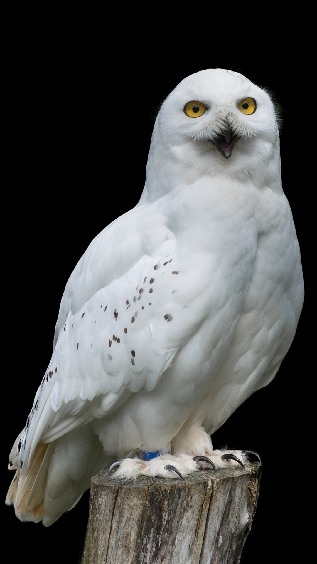 Animal / Snowy Owl Mobile Wallpaper - Snowy Owl Wallpapers For Iphone , HD Wallpaper & Backgrounds