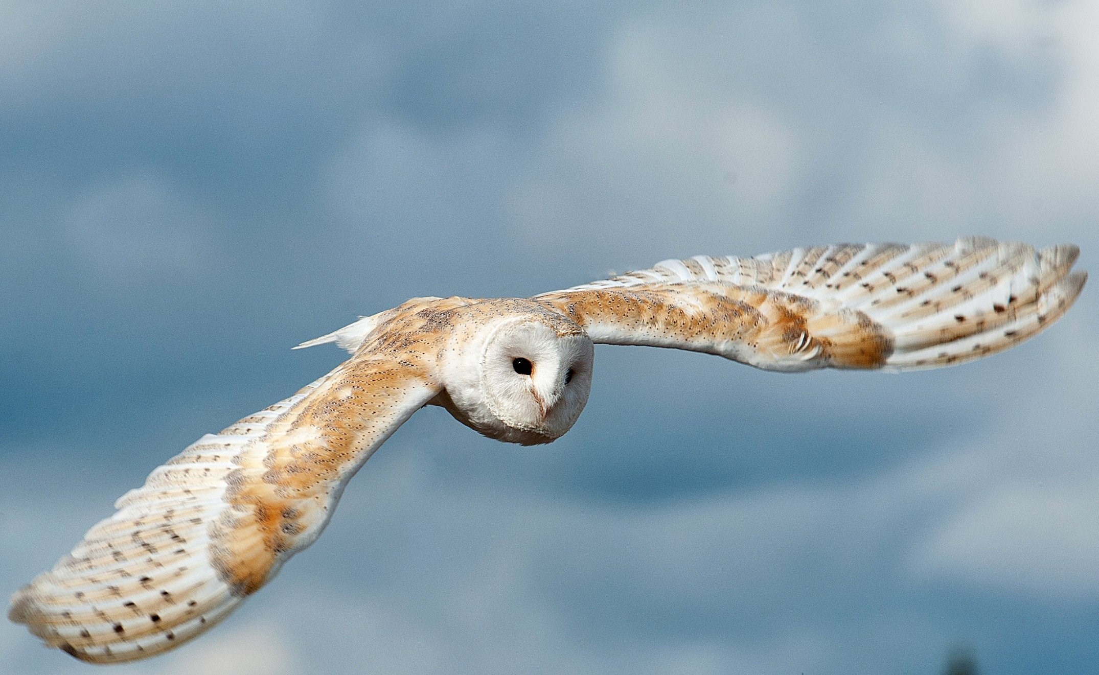 Barn Owl Wallpapers Photo - Barn Owl Background , HD Wallpaper & Backgrounds
