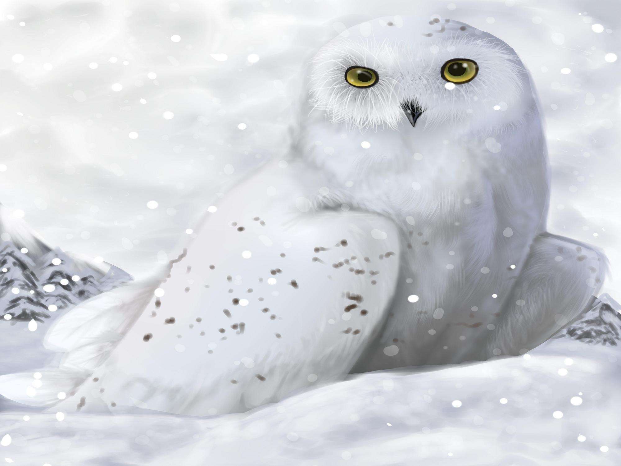 White Winter Owl Wallpapers Hd Wallpapers - Hd Winter Wallpaper Owl , HD Wallpaper & Backgrounds