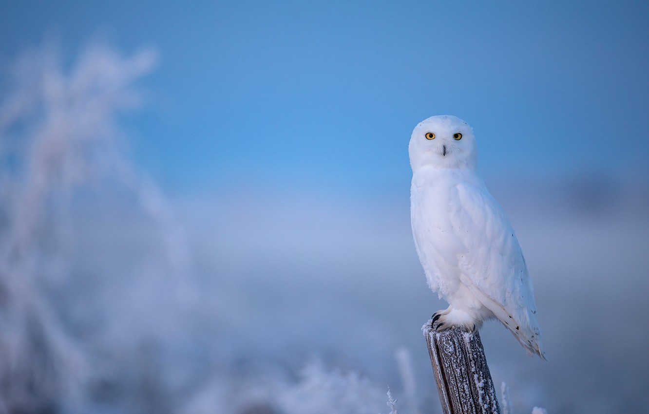 Photo Wallpaper Winter, Frost, Owl, Bird, Post, Blue - Snowy Owl , HD Wallpaper & Backgrounds