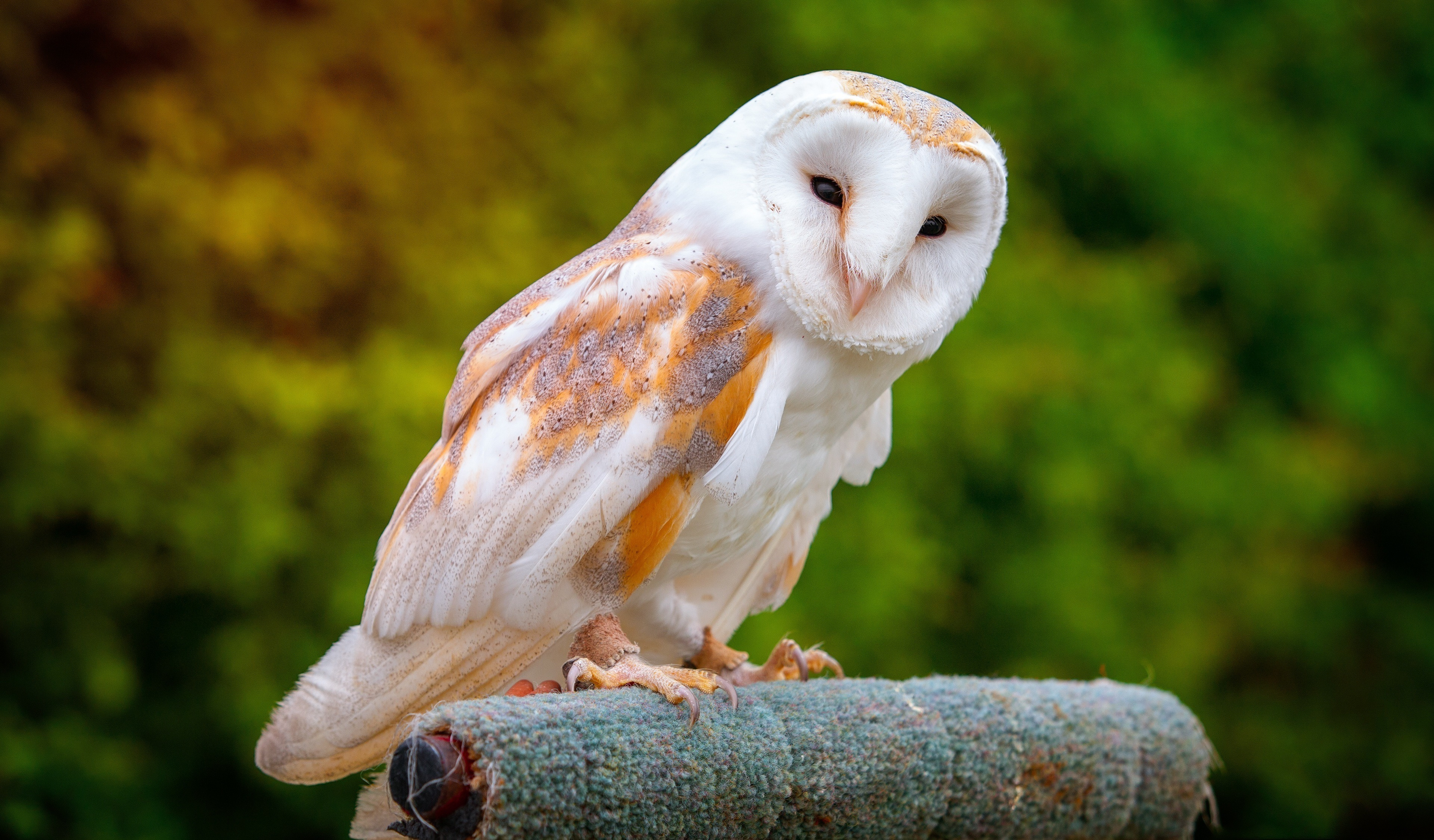 Barn Owl, Portrait, Predator, Wallpaper - Owls Hd Wallpaper Desktop , HD Wallpaper & Backgrounds