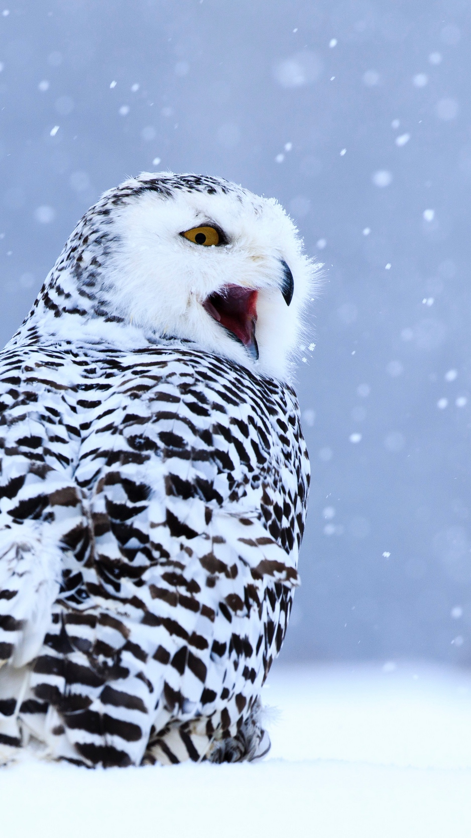 Wallpaper Owl, White Owl, Polar Owl, Bird, Snow, Winter - Snowy Owl , HD Wallpaper & Backgrounds