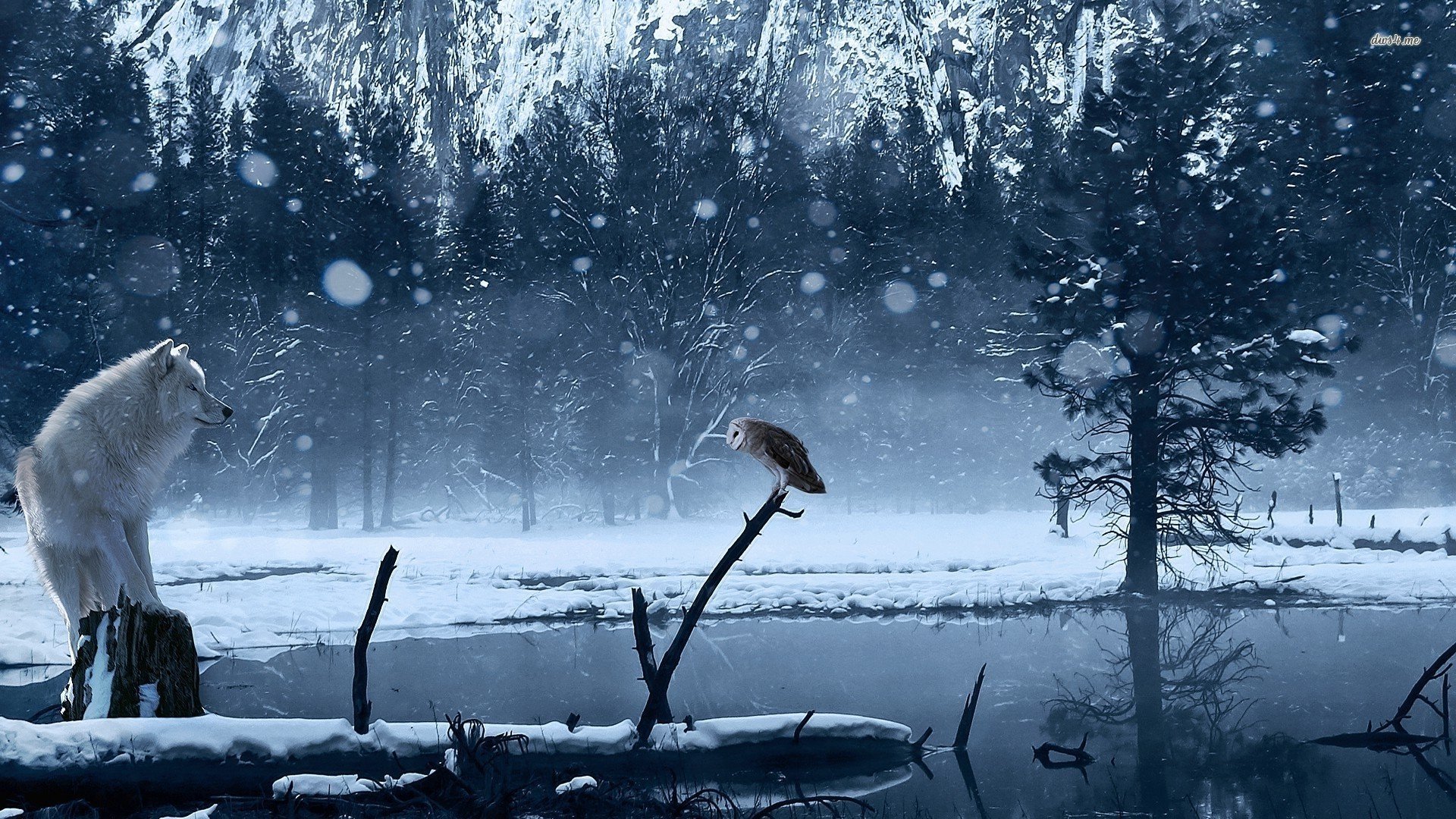 White Owl Black And White Hd Desktop Wallpaper - Wolf And Snow Owl , HD Wallpaper & Backgrounds