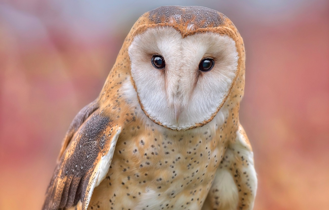 Photo Wallpaper Eyes, Look, Background, Owl, Bird, - Barn Owl , HD Wallpaper & Backgrounds