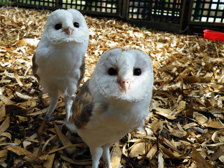 Baby Barn Owl - Cute Baby Barn Owl , HD Wallpaper & Backgrounds