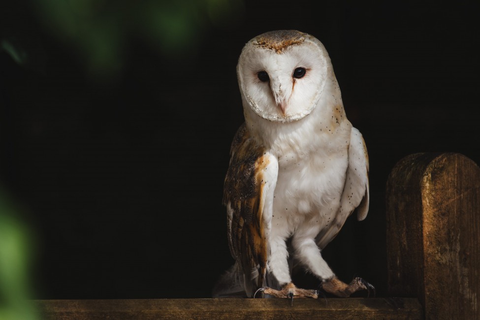 Barn Owl Perched On Tree - Lokkhi Pecha , HD Wallpaper & Backgrounds