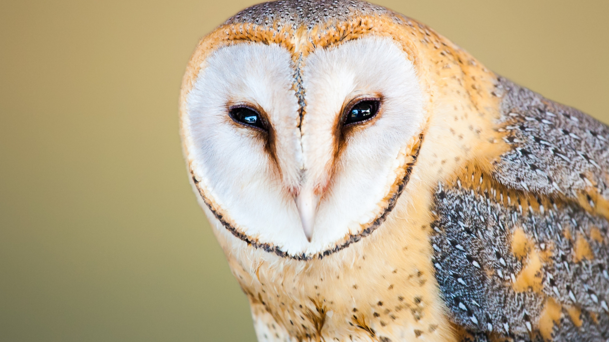 Wallpaper Barn Owl, Close Up, Muzzle, Predator - Meme De La Lechuza En Mexico , HD Wallpaper & Backgrounds