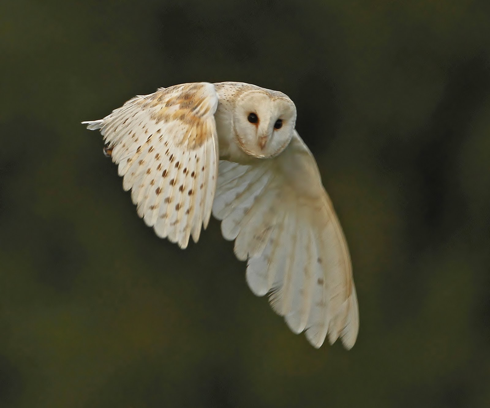 Baby Barn Owl - Barn Owl Flying Hd , HD Wallpaper & Backgrounds