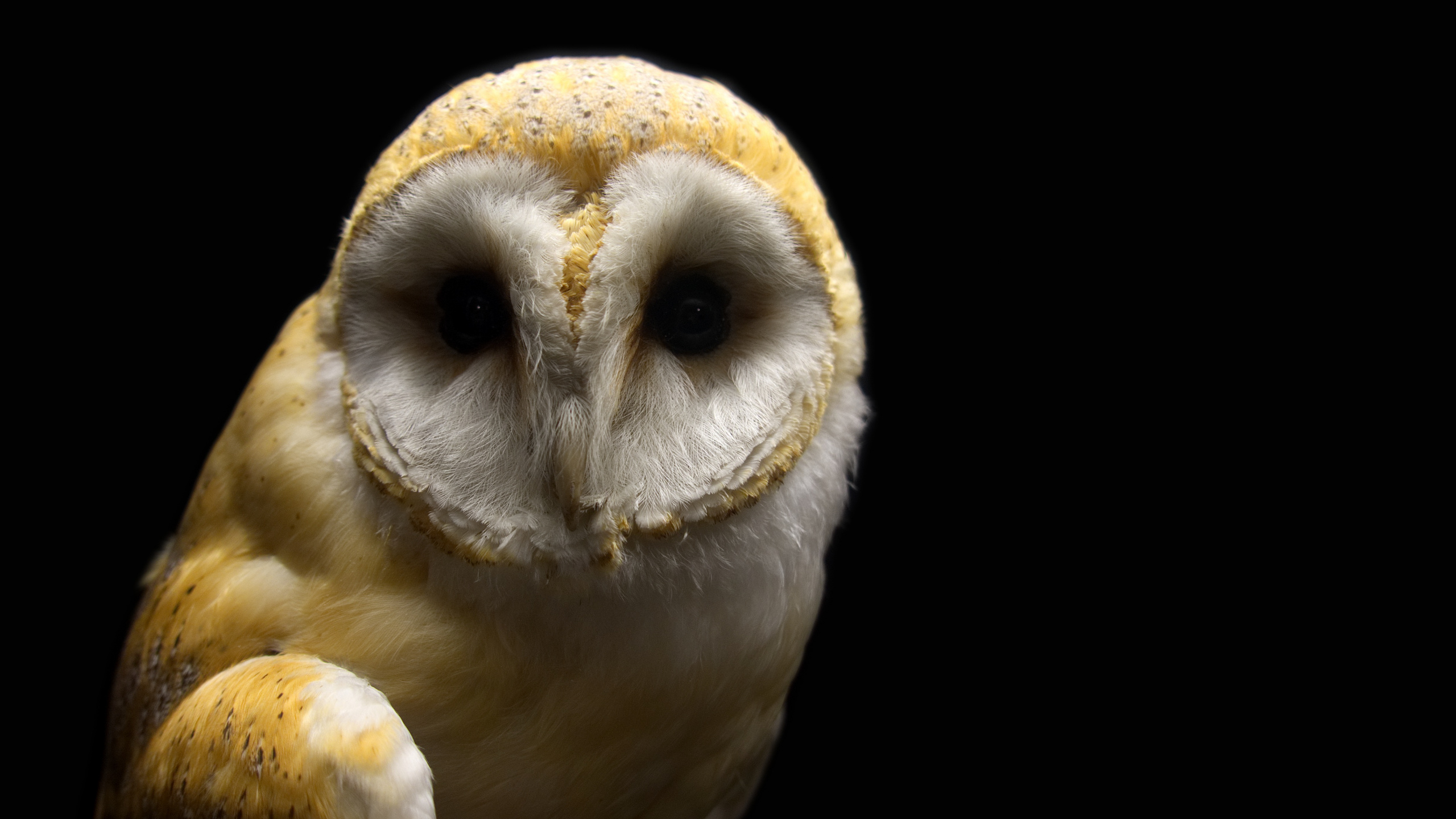 Wallpaper Barn Owl, Bird, Predator, Portrait - Barn Owl , HD Wallpaper & Backgrounds