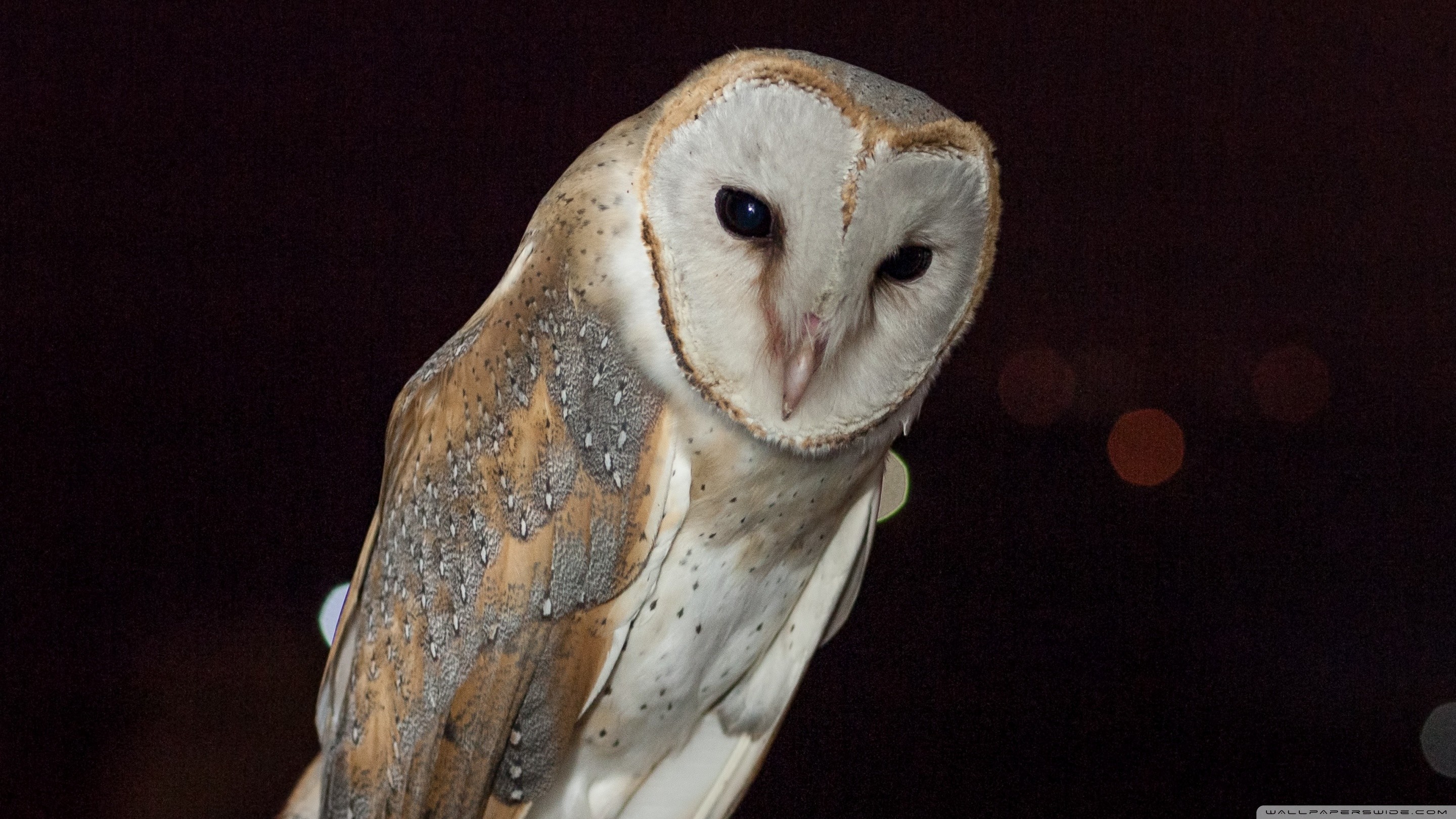 Awesome A Beautiful Barn Owl Wallpaper Check More At - Aspect Ratio , HD Wallpaper & Backgrounds