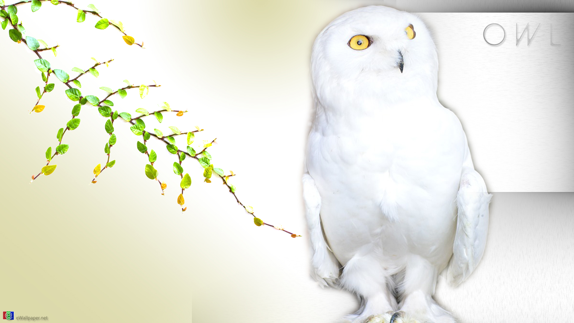 Snowy Owl , HD Wallpaper & Backgrounds