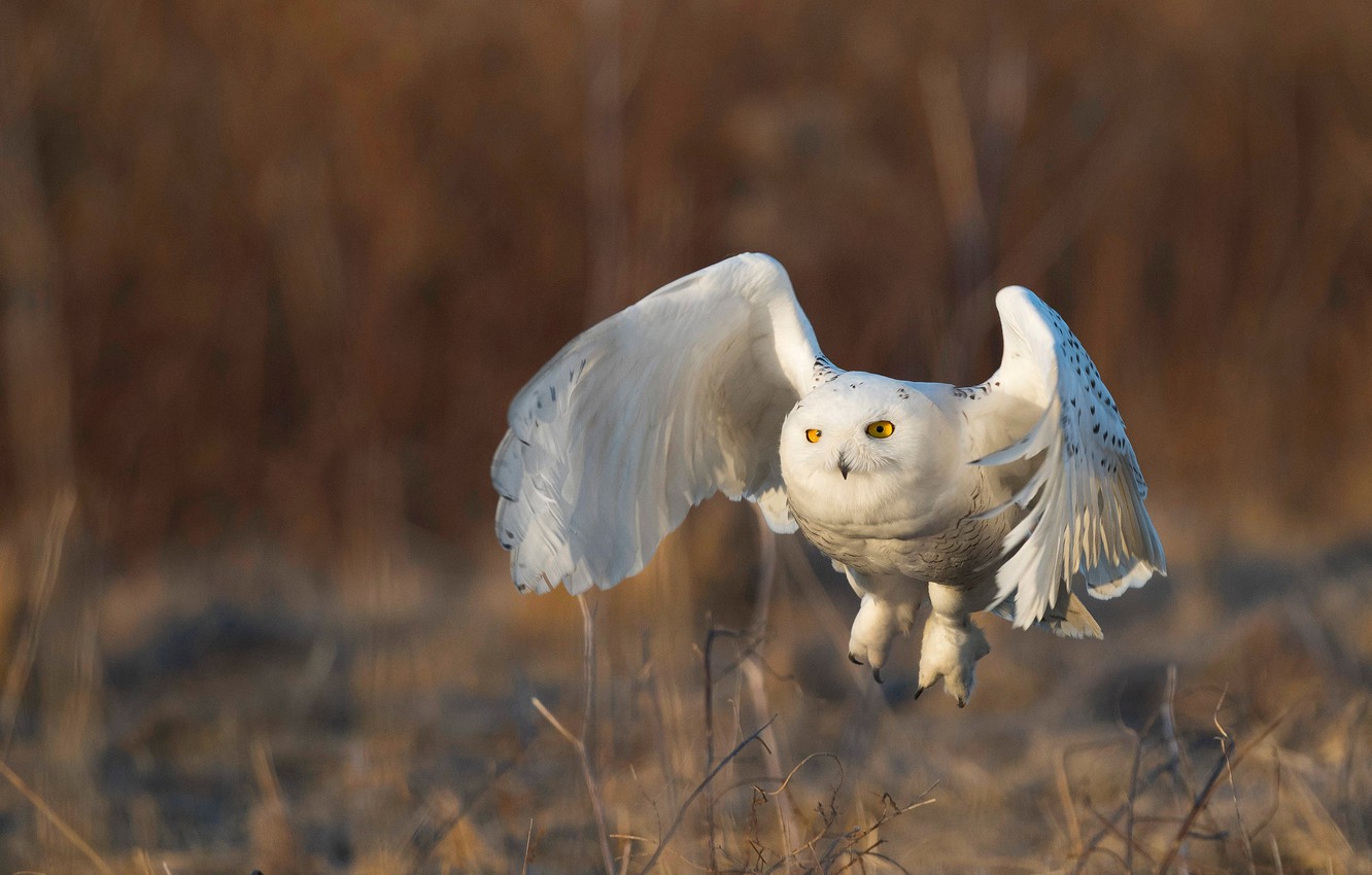 Photo Wallpaper Flight, Nature, Owl, Bird, Wings, White, - Snowy Owl , HD Wallpaper & Backgrounds