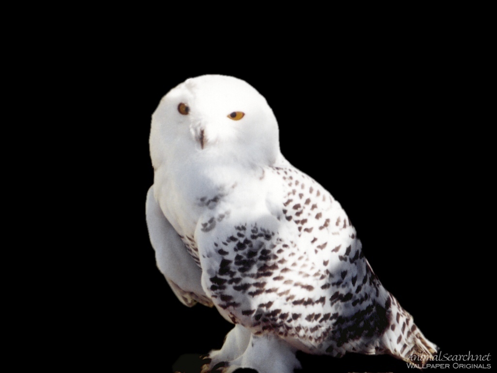 Owls Images Snowy Hd Wallpaper And Background Photos - Snowy Owl , HD Wallpaper & Backgrounds