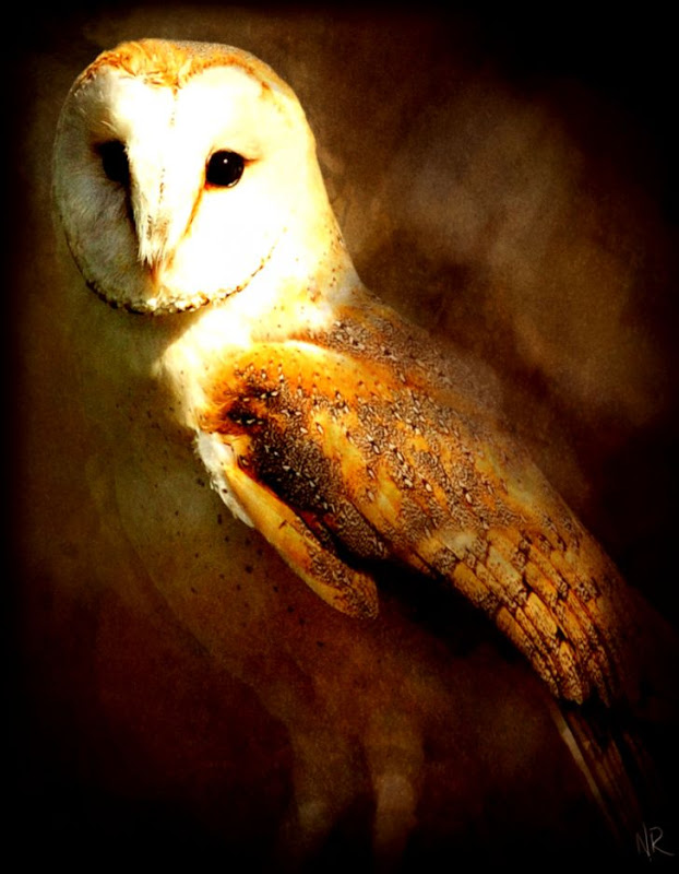 View Original Size - Owl Digital Art , HD Wallpaper & Backgrounds
