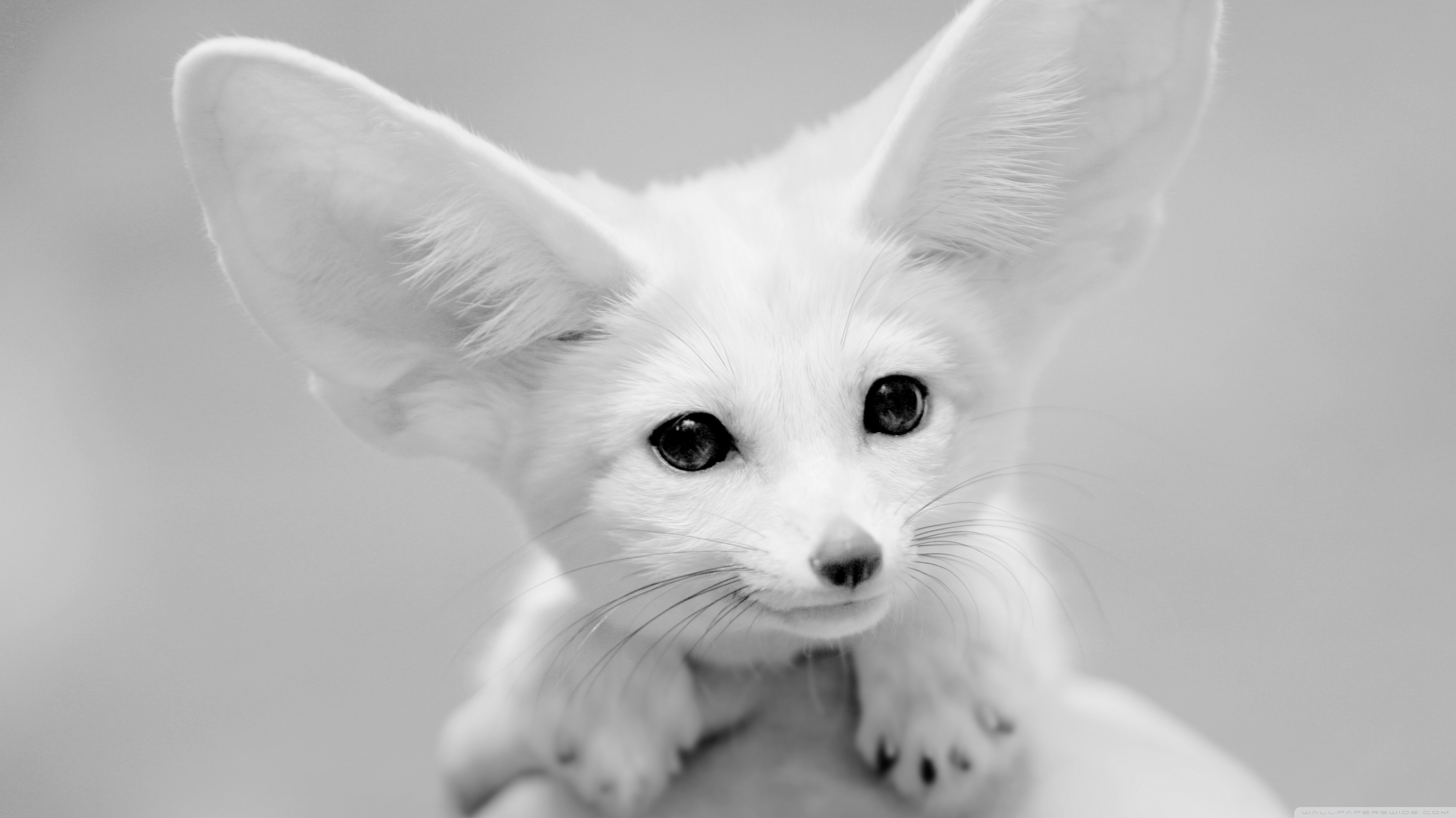 Uhd - White Fennec Fox Full Grown , HD Wallpaper & Backgrounds