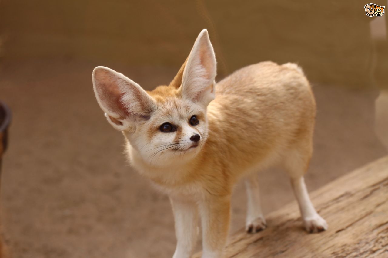 Download - Fennec Fox Pet Uk , HD Wallpaper & Backgrounds