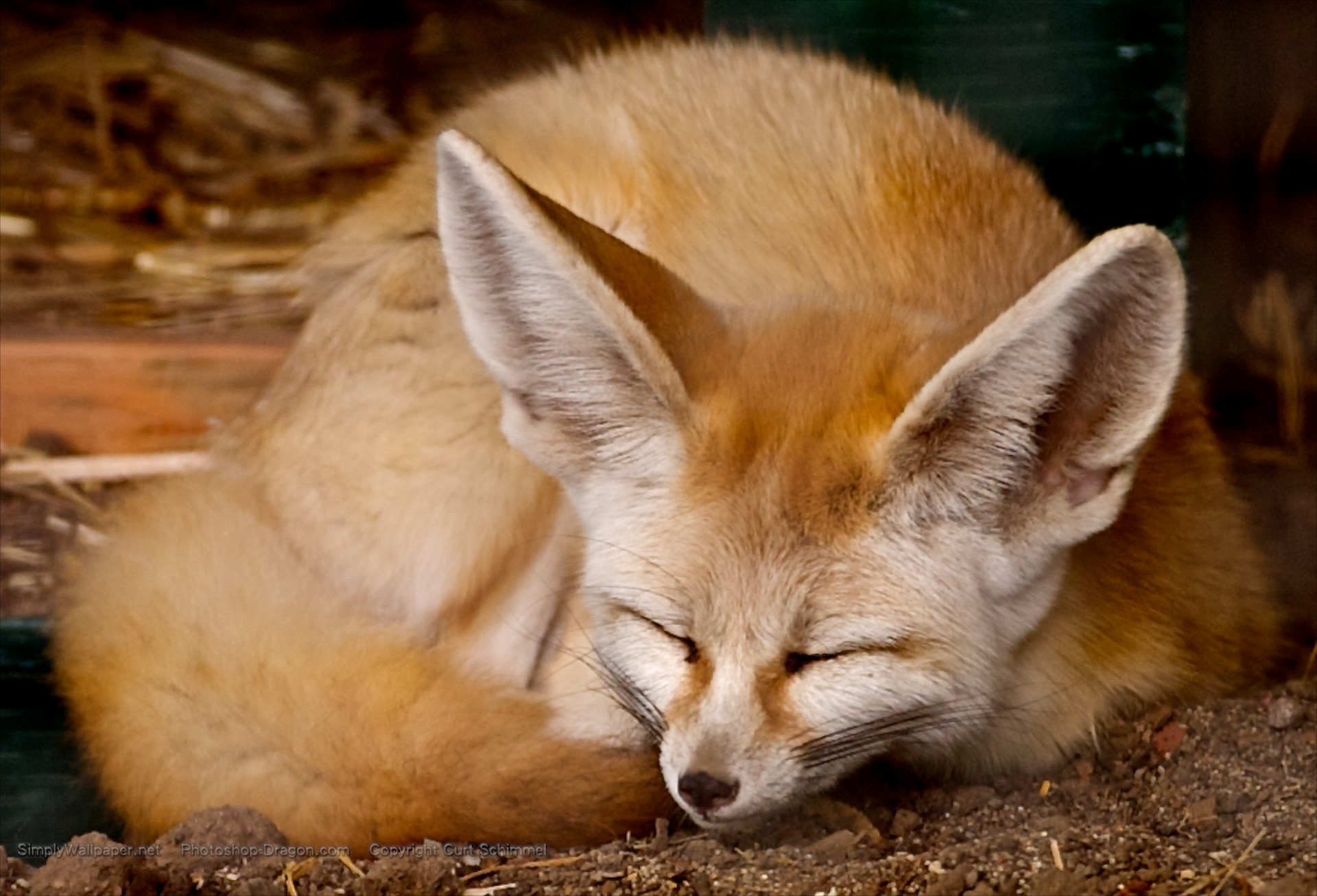 Fennec Fox Wallpaper - Fennec Fox Curled Up , HD Wallpaper & Backgrounds