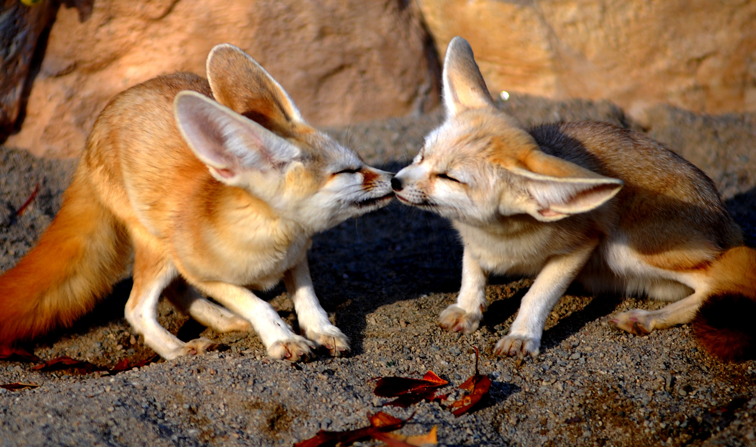 Wallpaper Animals - Fennec Fox Eating Fruit , HD Wallpaper & Backgrounds