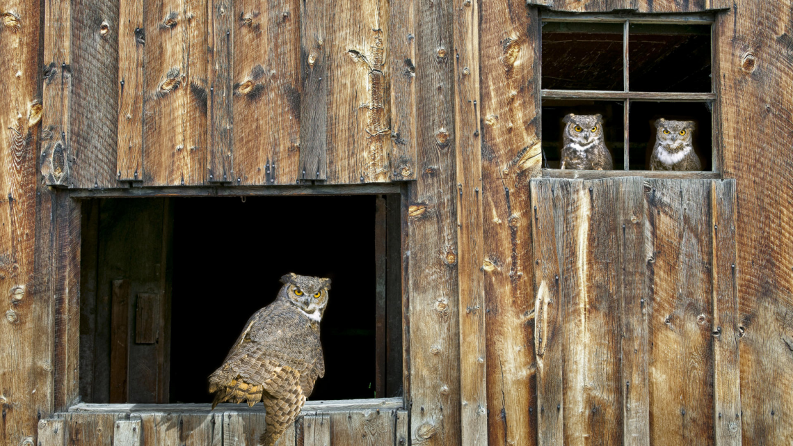 Barn Owls - Owls In A Window , HD Wallpaper & Backgrounds
