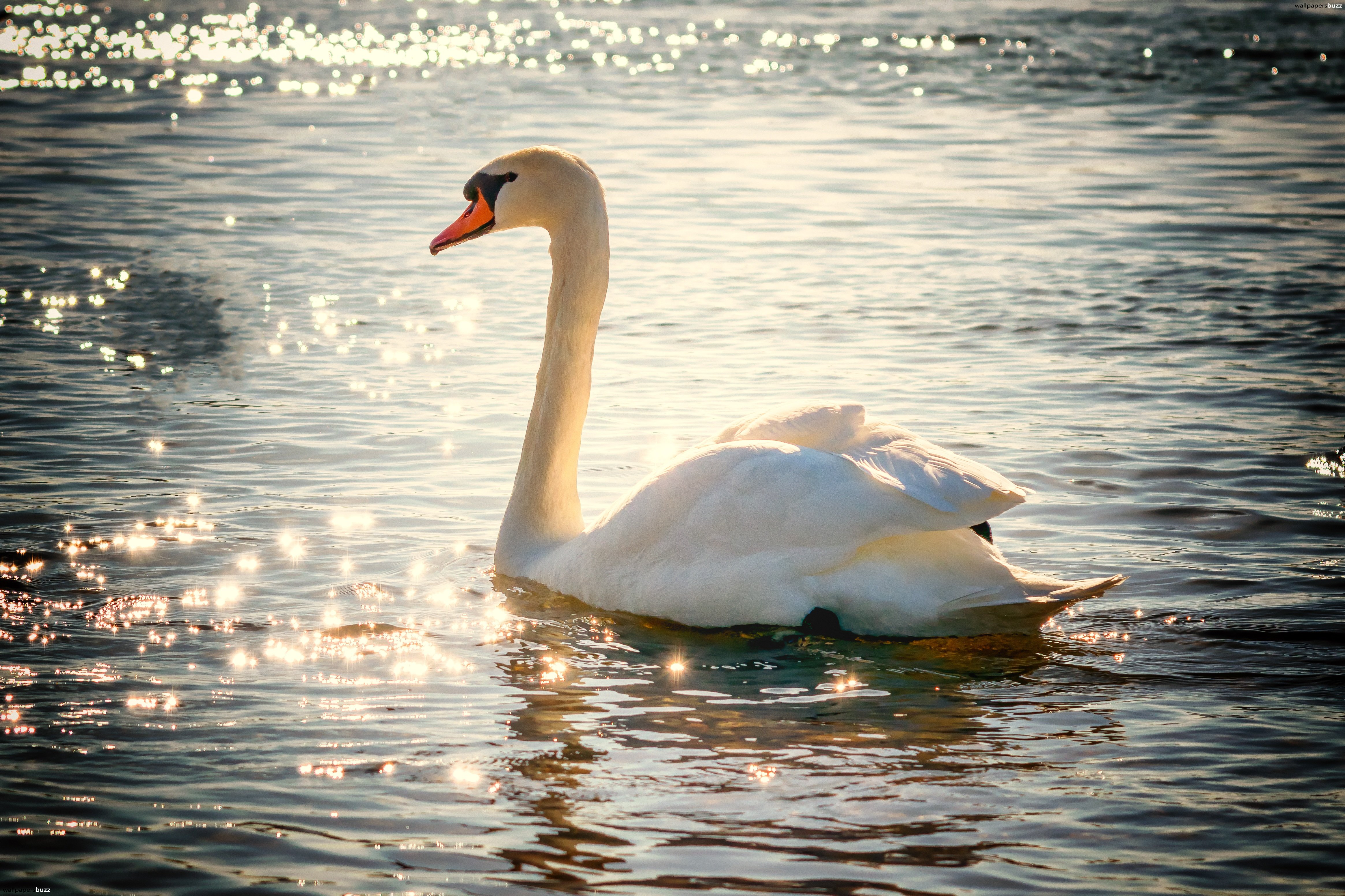 Swan Hd , HD Wallpaper & Backgrounds