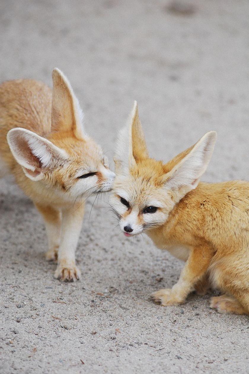 Two Fennec Fox Adorable Animals - Fennec Fox Wallpaper Iphone , HD Wallpaper & Backgrounds