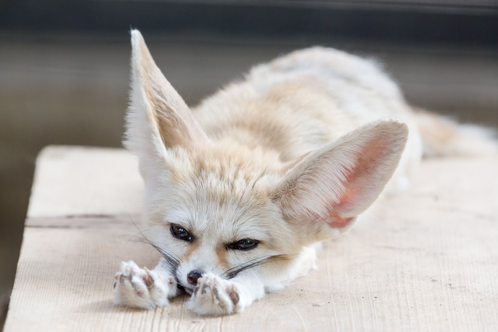 Fennec Fox Paw Pads , HD Wallpaper & Backgrounds