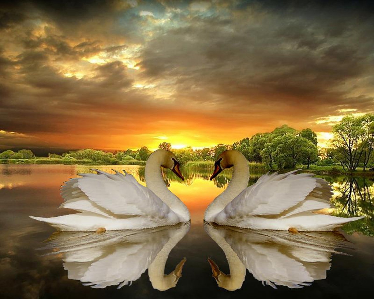 Swans In Love Sunset , HD Wallpaper & Backgrounds