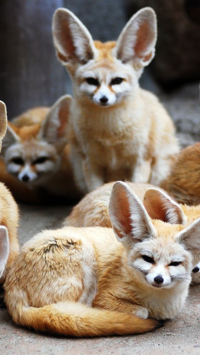 Choose Another Resolution - Fennec Fox Moving Gifs , HD Wallpaper & Backgrounds