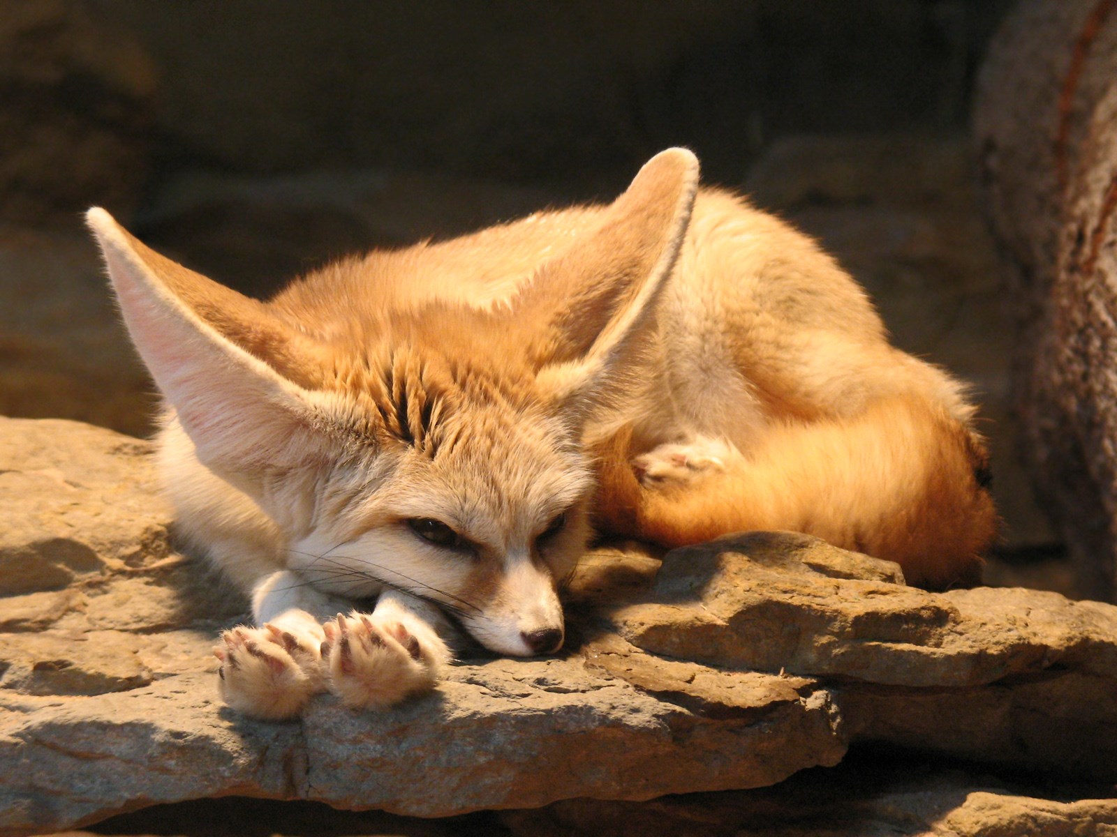 Fennec Fox - Most Beautiful Animals Fox , HD Wallpaper & Backgrounds