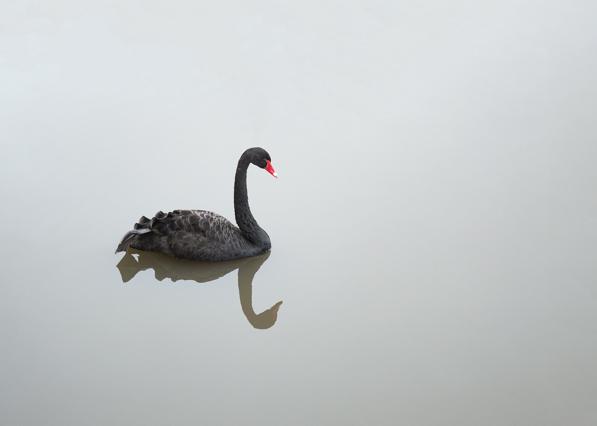 Black Swan On Body Of Water Hd Wallpaper - Black Swan Bird On Water , HD Wallpaper & Backgrounds