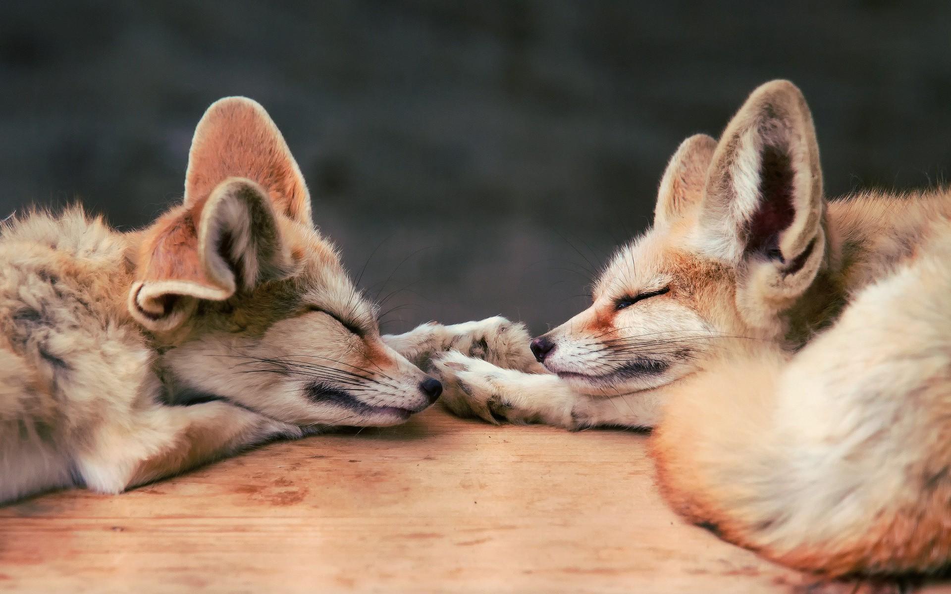 Fox Wallpaper - Dog Yawns , HD Wallpaper & Backgrounds
