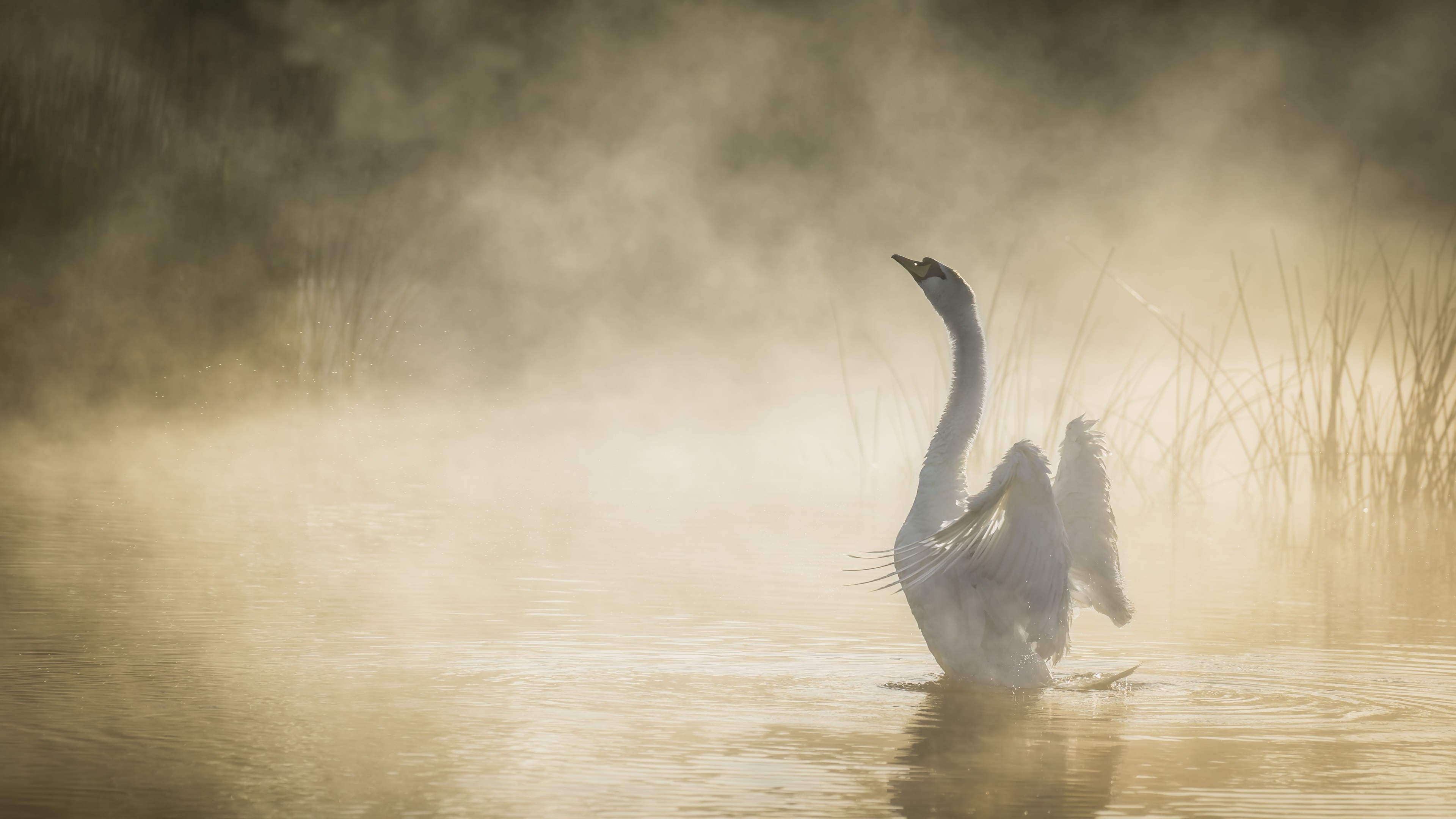 Swan 4k Computer Desktop Wallpaper Free - Лебедь Hd , HD Wallpaper & Backgrounds