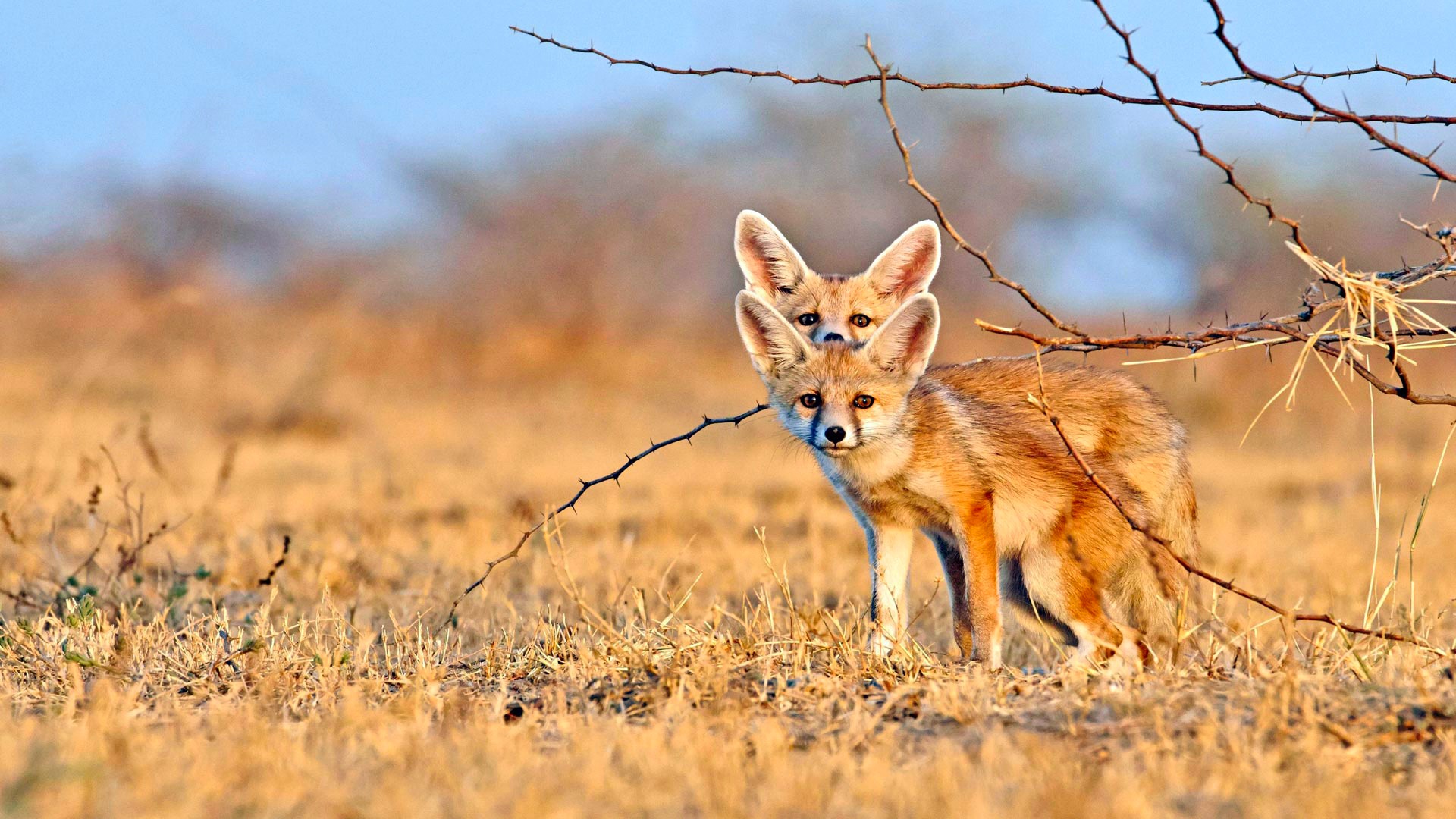 Fennec Foxes Hd Wallpaper - Desert Foxes , HD Wallpaper & Backgrounds