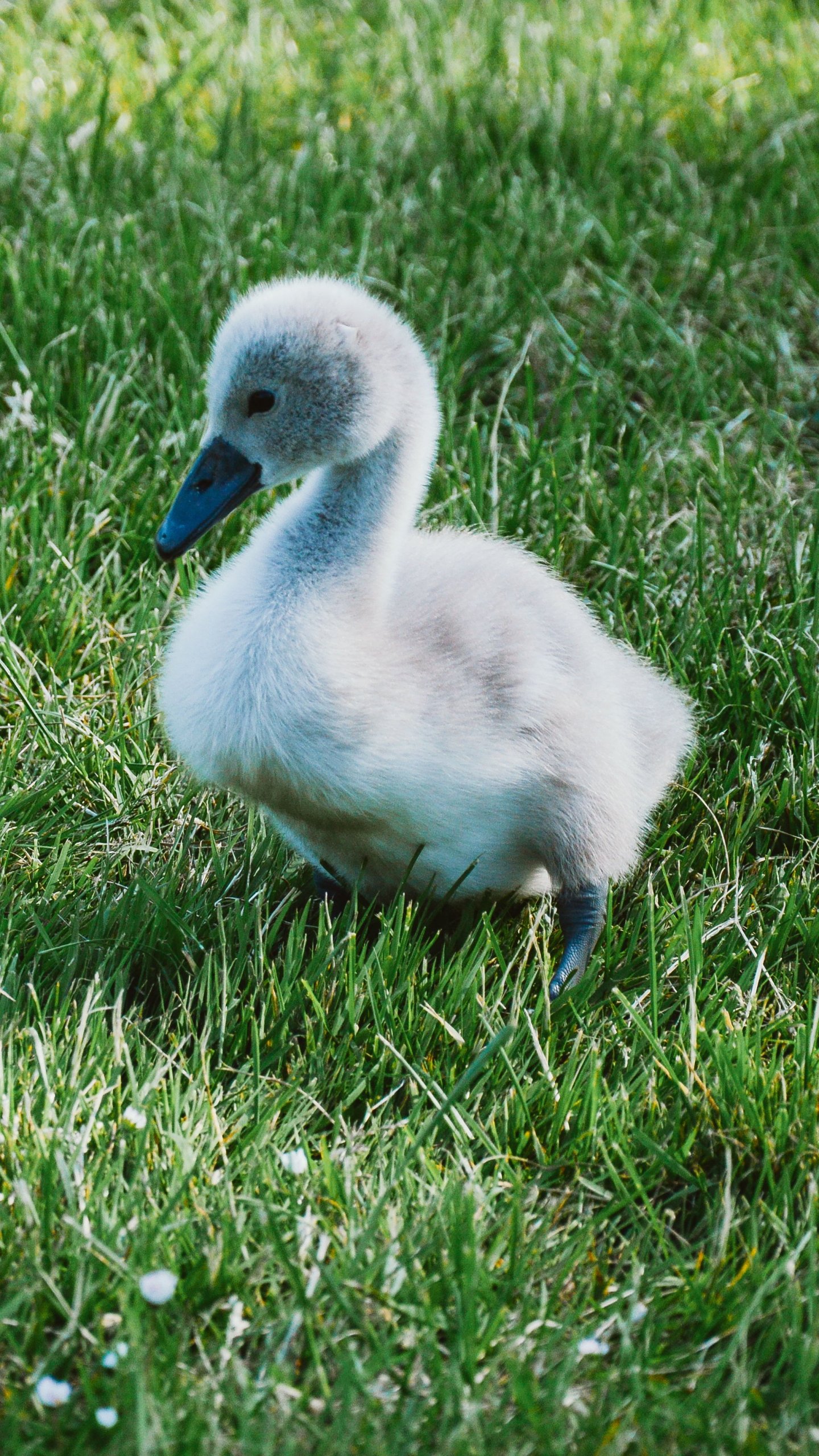Baby Swan , HD Wallpaper & Backgrounds
