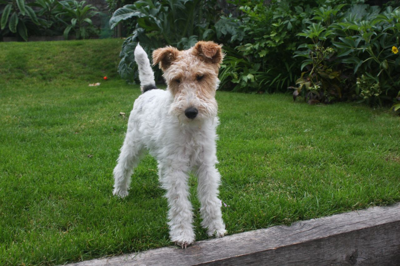 Desktop Fox Terrier Pictures Irish Wire Haired Fox Terrier