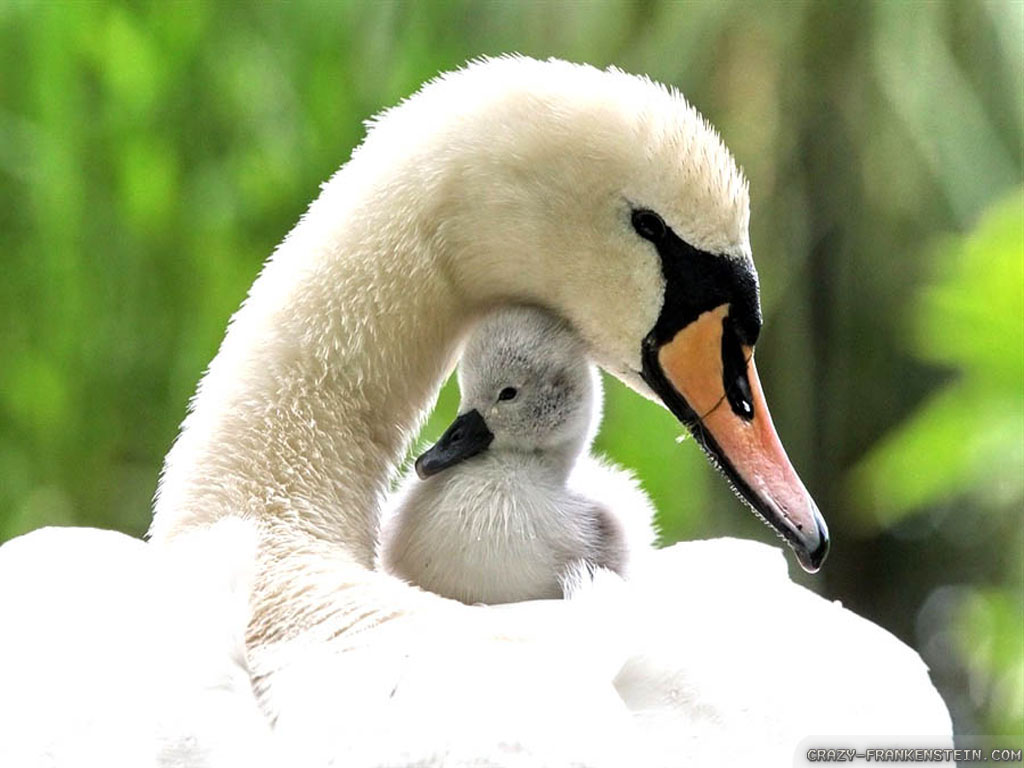Baby Swan - Baby Swan And Mother , HD Wallpaper & Backgrounds