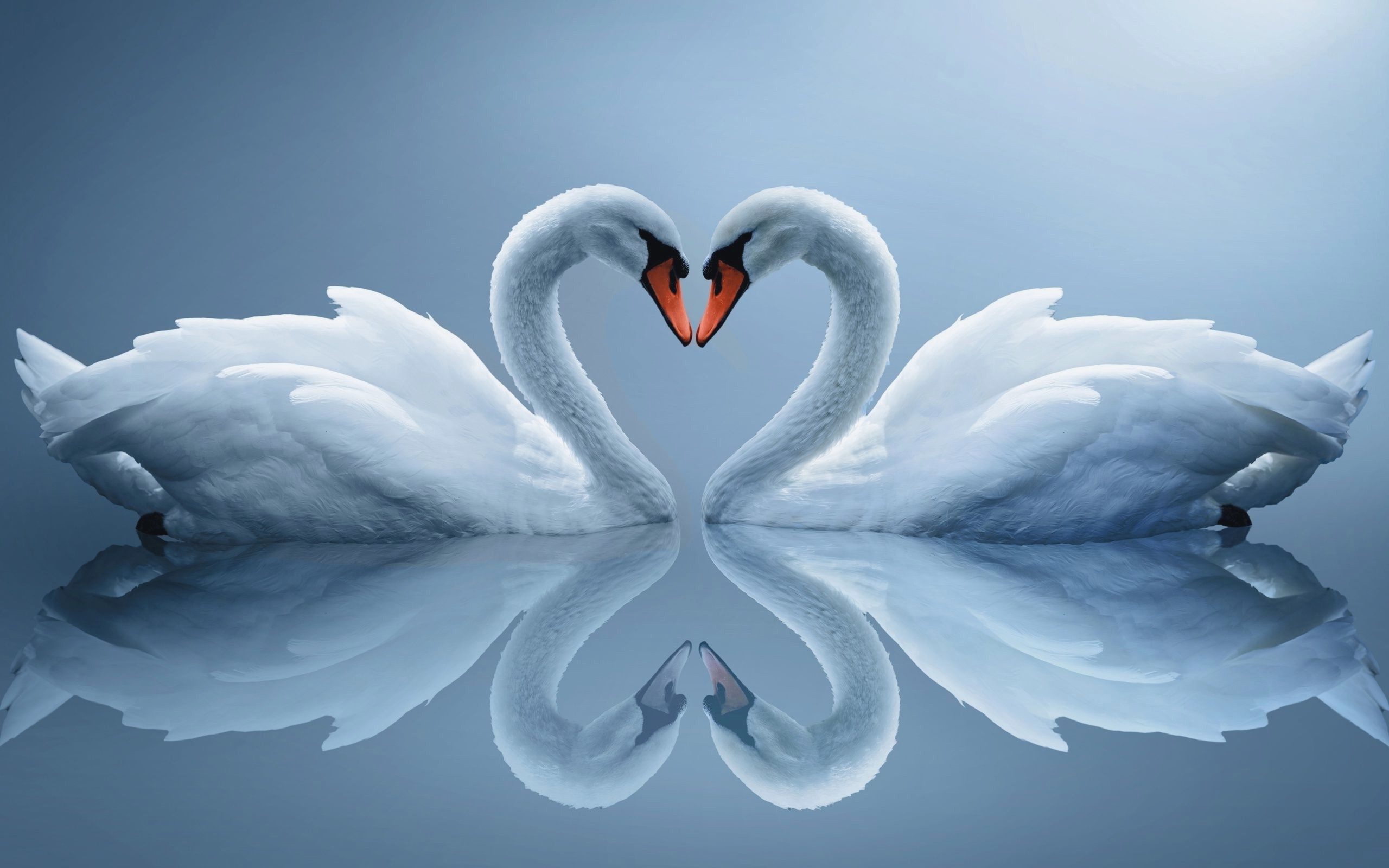 Custom Hdq Swans Wallpapers And Pictures , HD Wallpaper & Backgrounds
