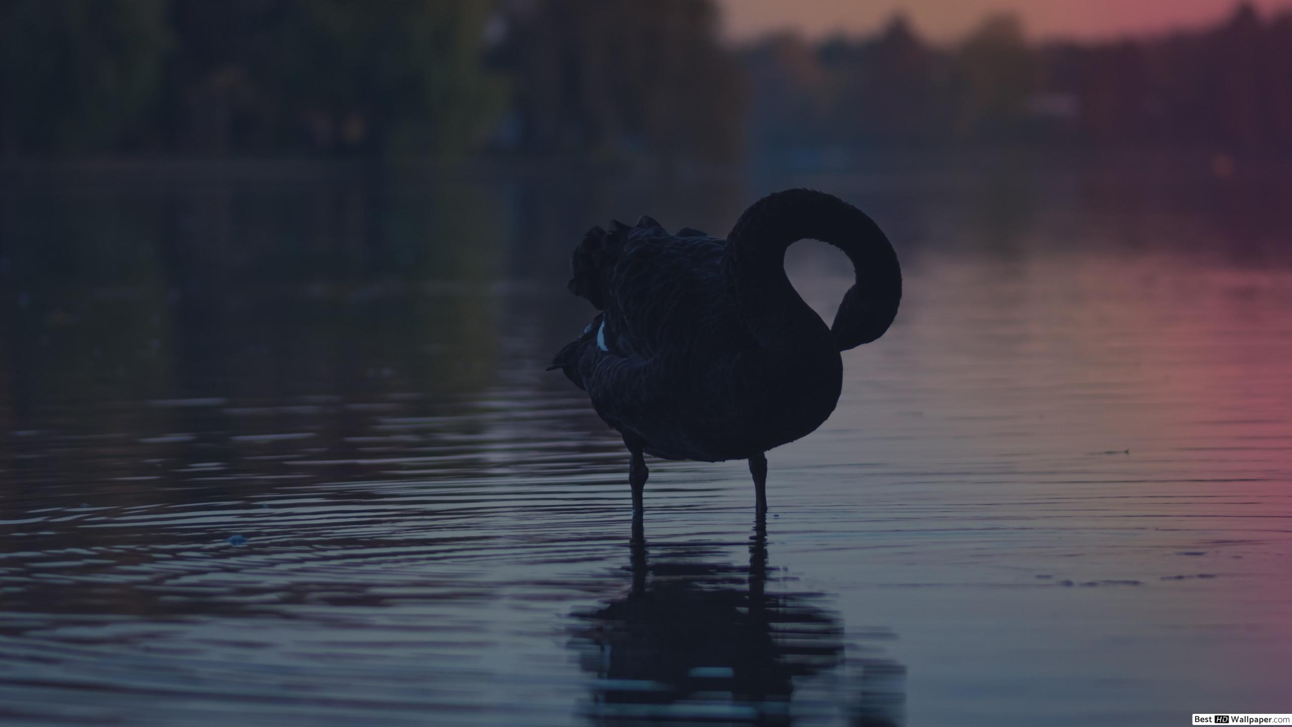 Black Swan 4k , HD Wallpaper & Backgrounds