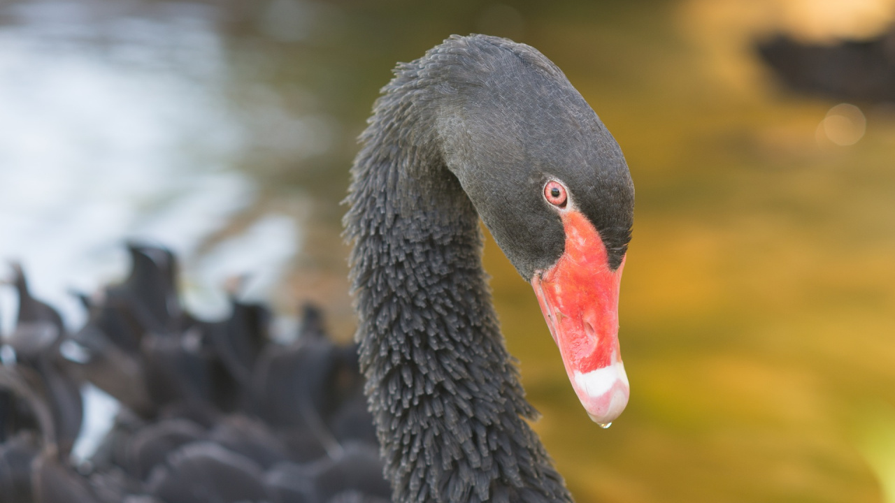 Wallpaper Black Swan, Bird, Red Beak - Black Swan , HD Wallpaper & Backgrounds