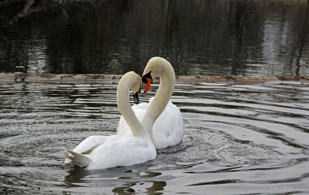 Swan Couple, White Birds Wallpaper Couple Wallpaper, - Лебеди Фото Природы , HD Wallpaper & Backgrounds