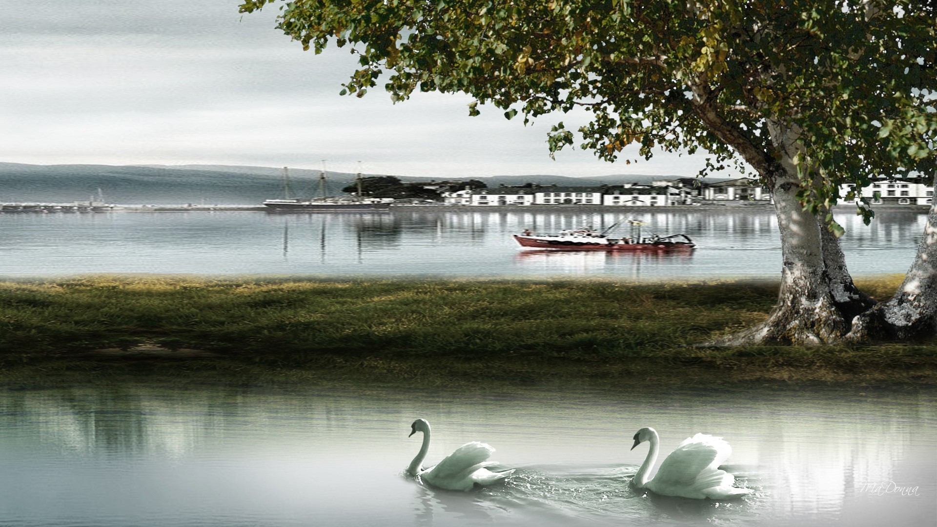 Swan Iphone 4s Wallpaper Download - Hd Wallpaper Mac Swan , HD Wallpaper & Backgrounds