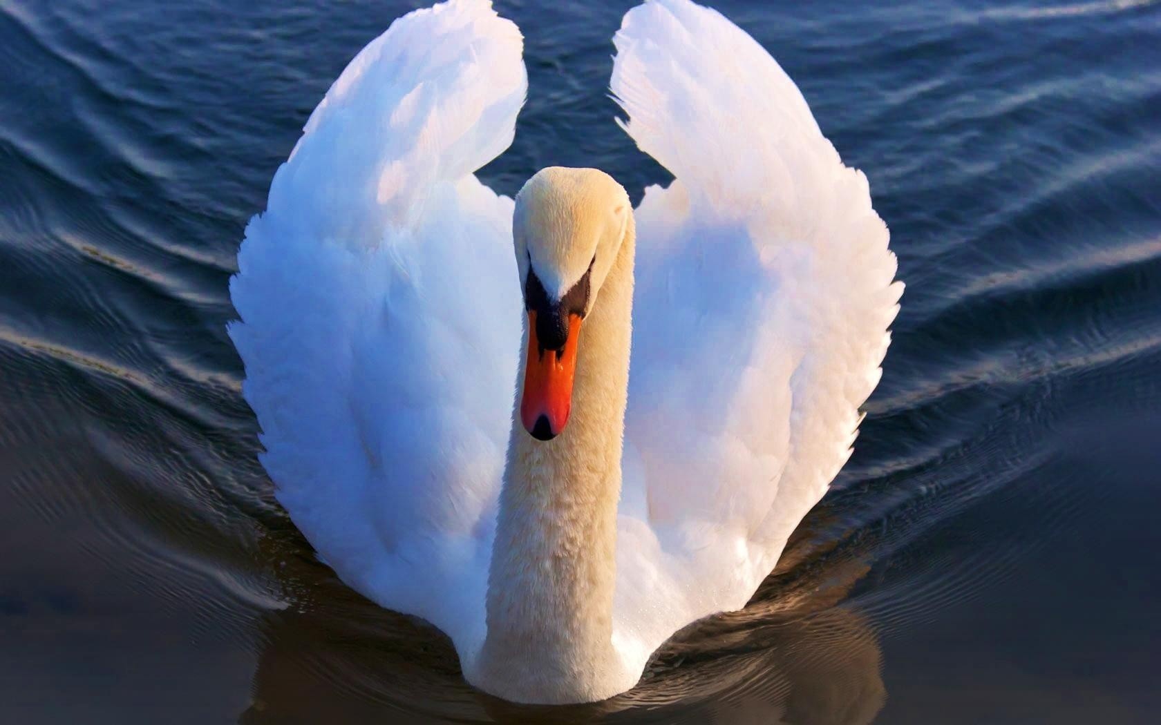 Animals, Swan, Blue, Water, White, Boston, Red, So, - Swans , HD Wallpaper & Backgrounds