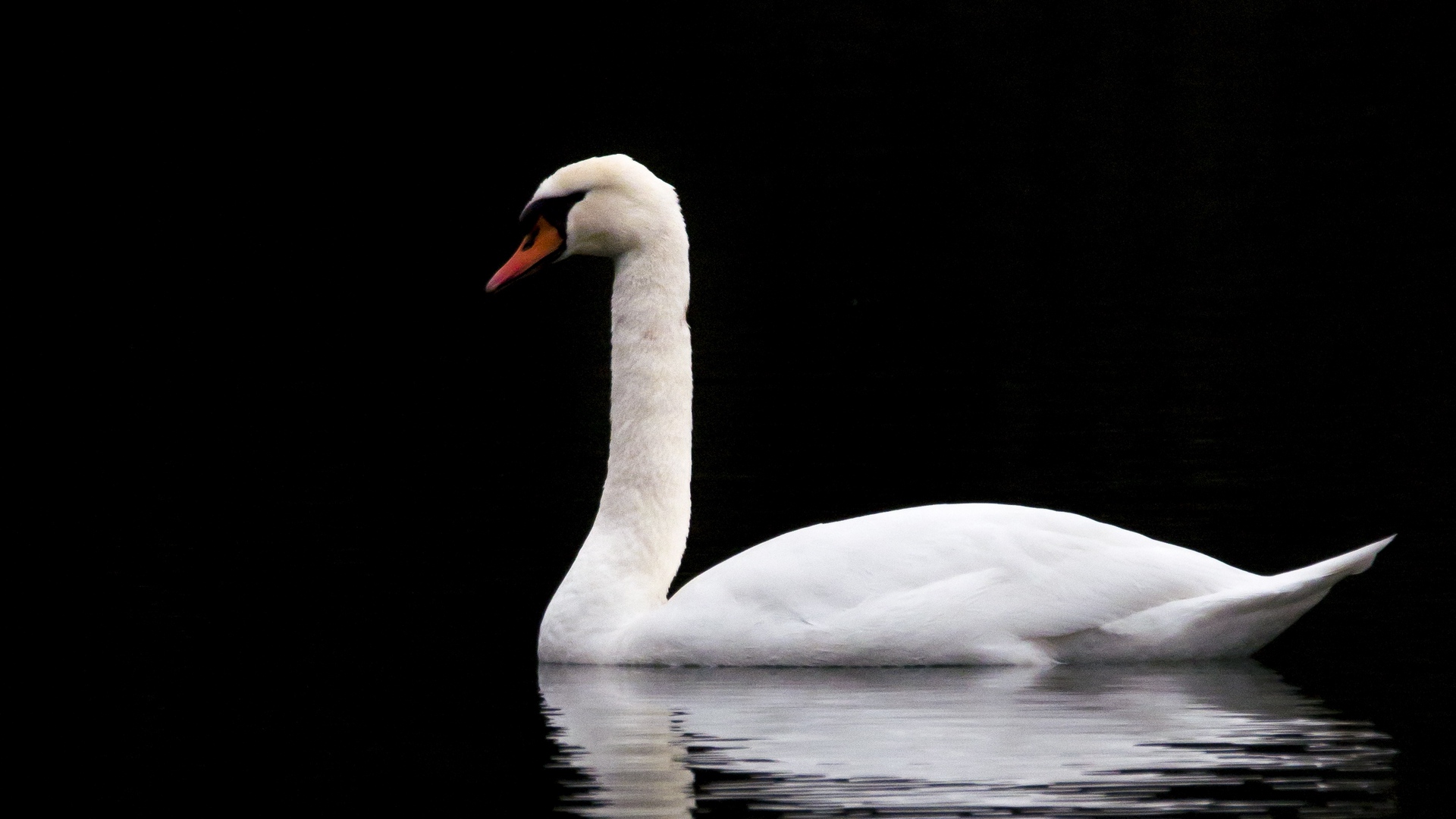 Related Wallpapers Swan, White - Лебеди Черные Обои , HD Wallpaper & Backgrounds