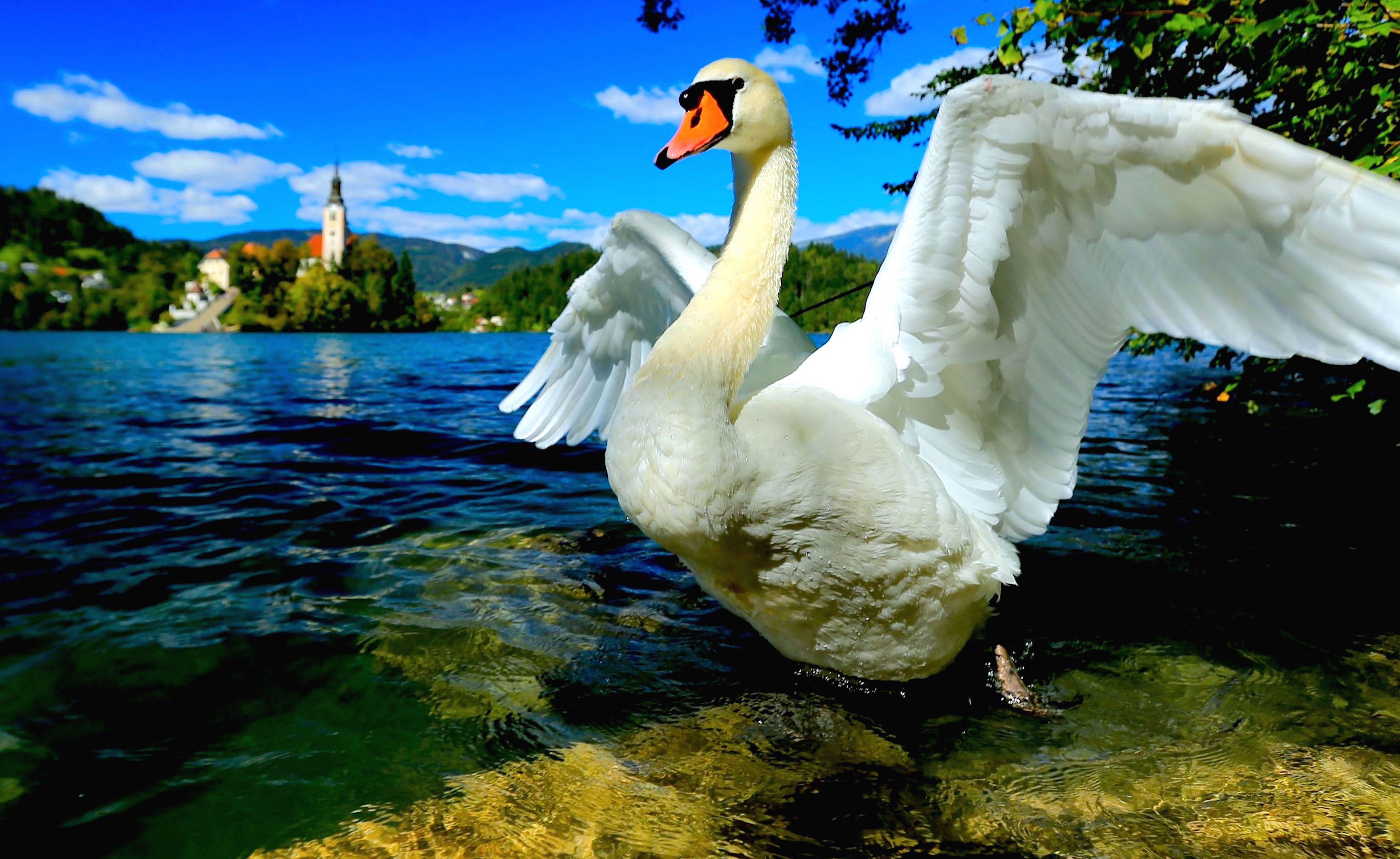 Mute Swan Wallpaper Hd - Swan Bled , HD Wallpaper & Backgrounds
