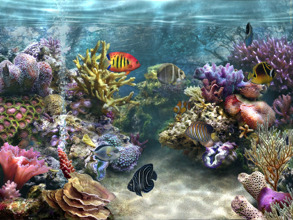 Amazing Fish Tank Desktop Clipart Illustration - Fish Tank Desktop Backgrounds , HD Wallpaper & Backgrounds