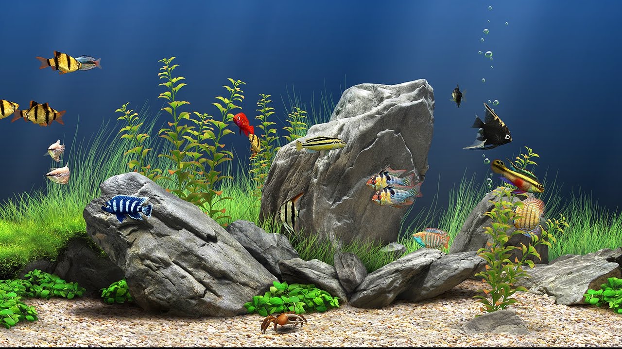 #screensaver #windows #desktopcustomization - Dream Aquarium , HD Wallpaper & Backgrounds