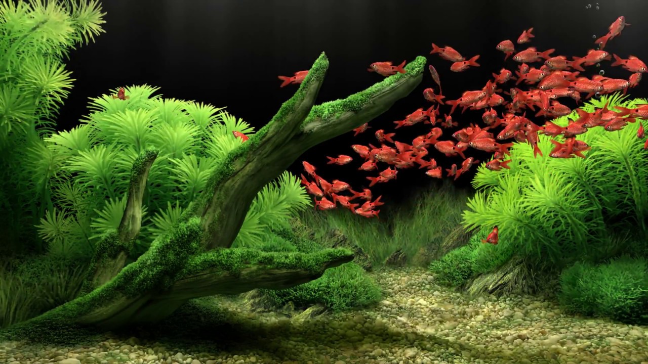 3d Aquarium Live Wallpaper Hd Dream Aquarium All The - Dream Aquarium Fish , HD Wallpaper & Backgrounds