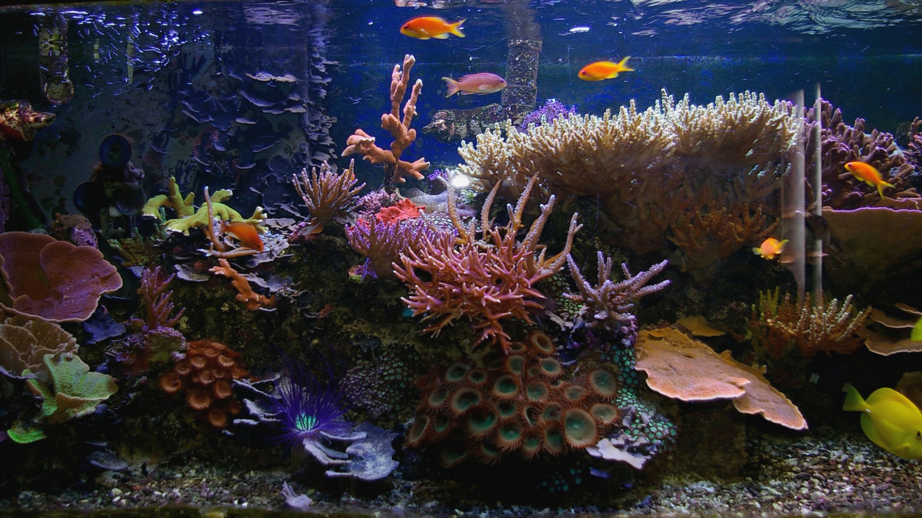 Live Aquarium Wallpaper Windows - Colourful Tropical Fish Tank , HD Wallpaper & Backgrounds