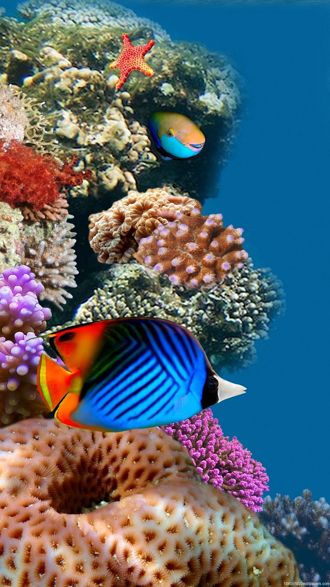 Aquarium Live Wallpaper 1 0 40 Apk Download Android - Ultra Hd Fish Hd Wallpapers For Mobile , HD Wallpaper & Backgrounds